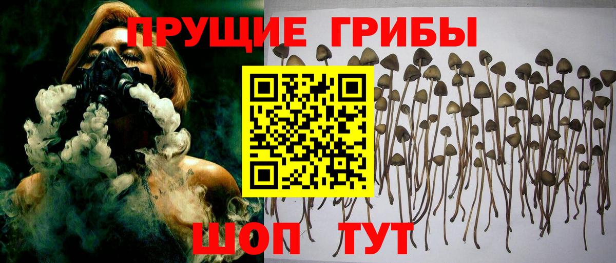 Галлюциногенные грибы Psilocybe  Вход с VPN  как найти закладки  Обь  Псилоцибиновые грибы GOLDEN TEACHER 